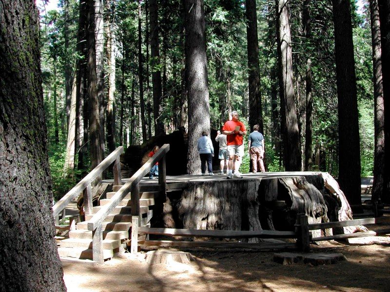 Discovery Tree, Calaveras Big Trees State Park, California