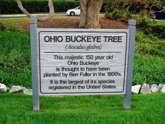 Ohio buckeye trees