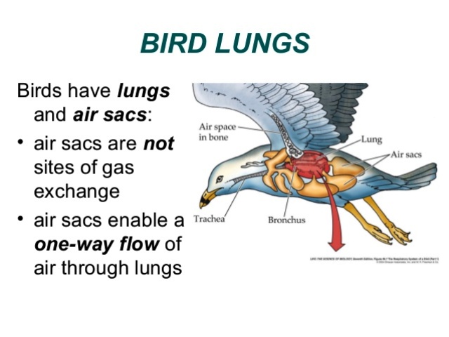 Interesting Facts About Birds