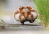 15 Interesting Facts About Hamsters Hamsters