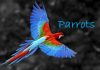 16 Interesting Facts About Parrots Parrot