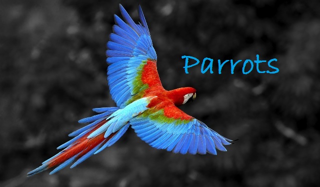 30 Colorful Facts About Parrots - The Fact Site