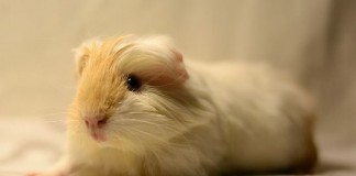 16 Interesting Facts About Guinea Pigs cute guinea pig