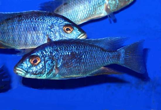 Twenty-one interesting facts about fish