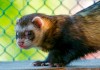 19 Interesting Facts About Ferrets ferret