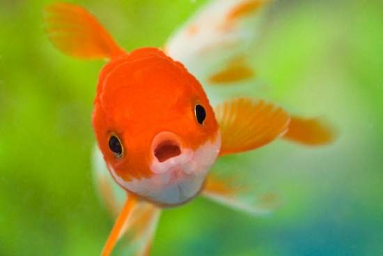 20 Interesting Facts About Fish - OhFact!