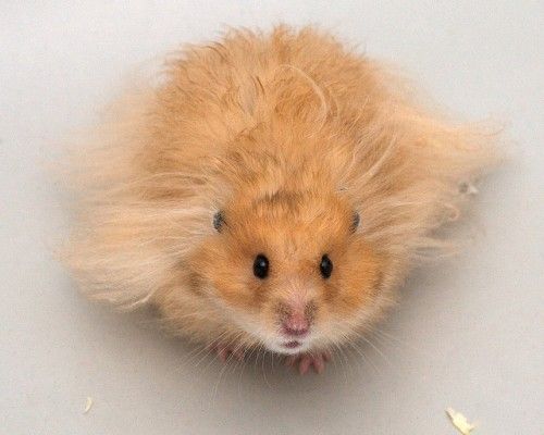 10 Surprising Facts About Hamsters