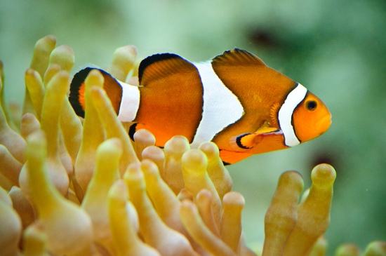 20 Interesting Facts About Fish - OhFact!