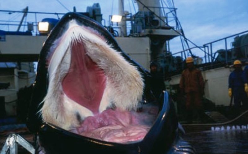 Blue Whale Tongue