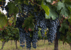 17 Interesting Facts About Grapes Grapes