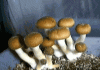 17 Interesting Facts About Magic Mushrooms Magic Mushrooms
