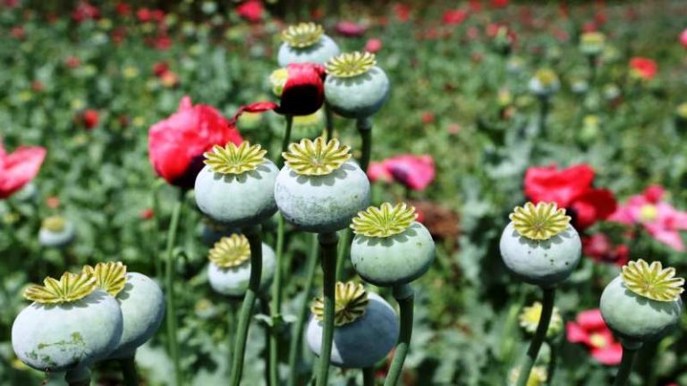 17 Interesting Facts About Opium - OhFact!