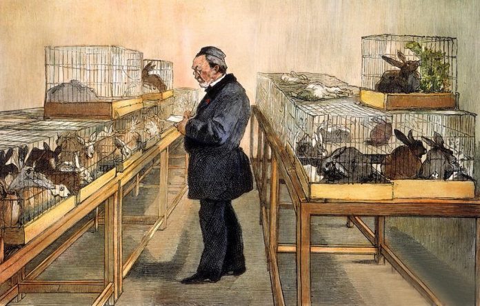 louis pasteur experiment on chicken cholera