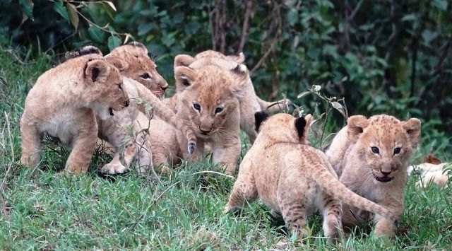 how many babies do lions have Lion cub white cute tiger cubs animal hd ...