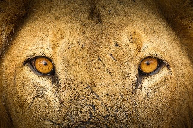 51 Interesting Facts About Lions | OhFact!