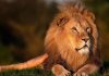 51 Interesting Facts About Lions Lion