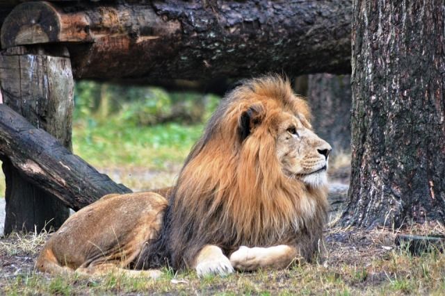 51 Interesting Facts About Lions Ohfact