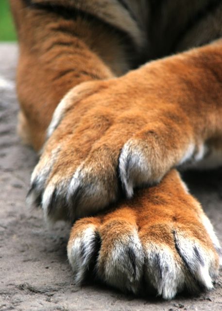 real tiger paw claw