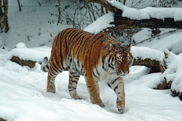 The very rare Golden Tiger in the snow. Most believe that only around 30  still walk the Earth. : r/interestingasfuck