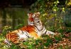 43 Interesting Facts About Tiger Tiger
