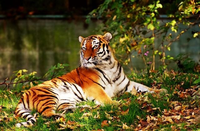 21 Fun Facts You Won't Believe About The Tiger