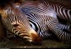 11 Interesting Facts About Zebra Zebra cover