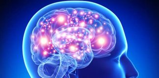 21 Interesting Facts About Human Brain activebrain