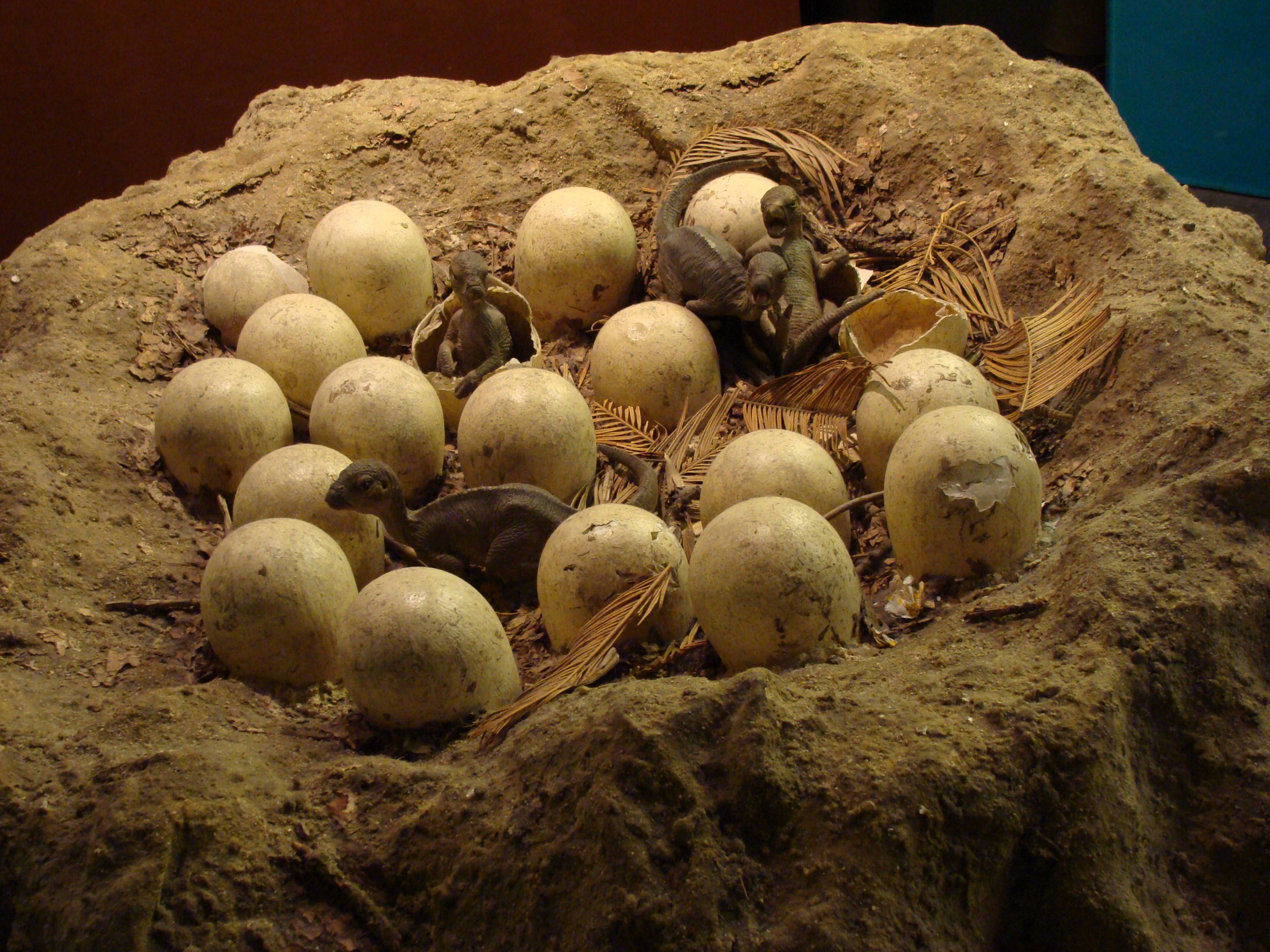 real life dinosaur eggs