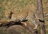 16 Interesting Facts About Leopards leopard