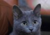 20 Interesting Facts About Cats