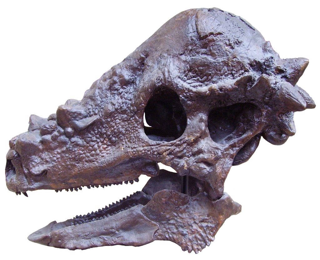 6 Interesting Facts About Pachycephalosaurus OhFact!