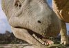 7 Interesting Facts About Argentinosaurus