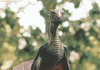 11 Interesting Facts About Dilophosaurus