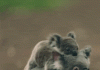 17 Interesting Facts About Koalas