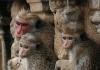 19 Interesting Facts About Monkeys