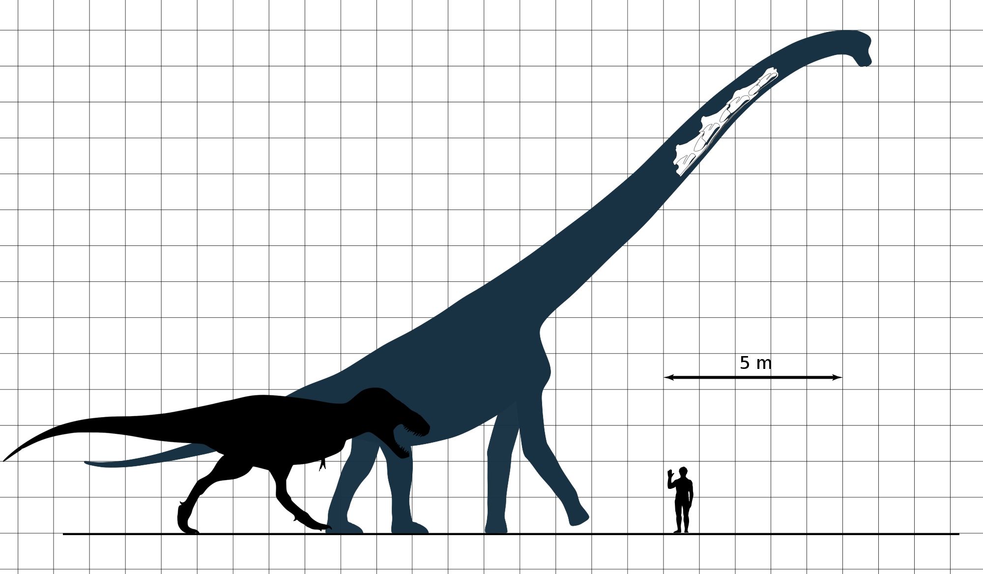 titanosaurus bones