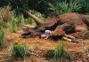 10 Interesting Facts About Triceratops