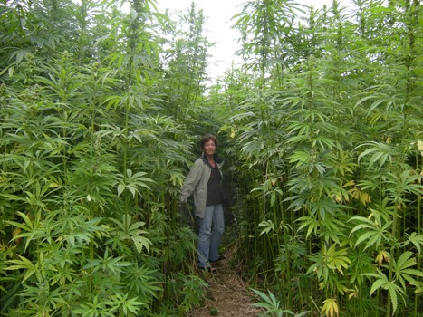 tall hemp