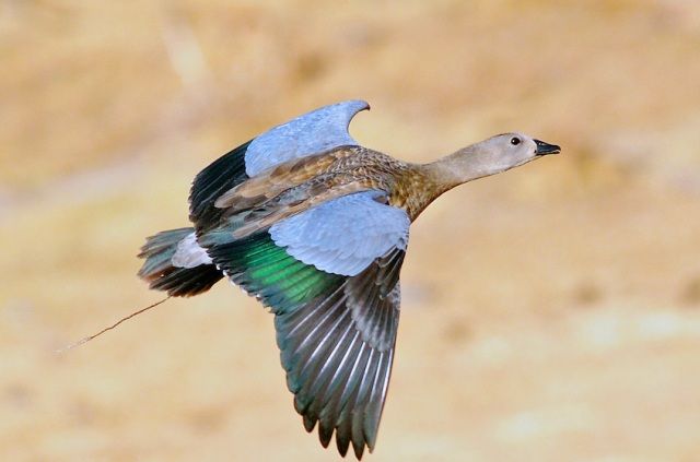 Blue-Winged Goose found in Ethiopian Highlands