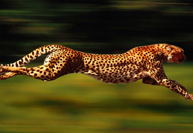 12 Interesting Facts About Cheetah - OhFact!