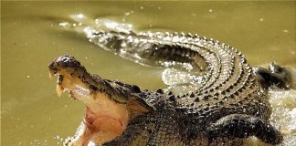 13 Interesting Facts About Crocodiles Crocodile