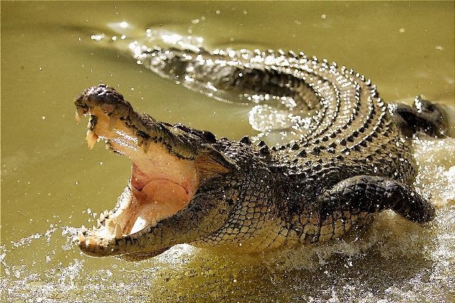 Amazing animals – compelling crocodiles