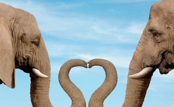 18 Interesting Facts About Elephants Elephants