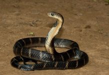 15 Interesting Facts About King Cobra King Cobra