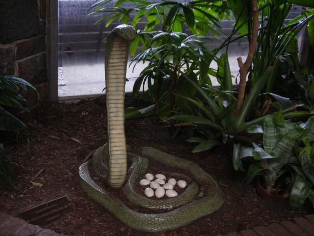 King Cobra Eggs