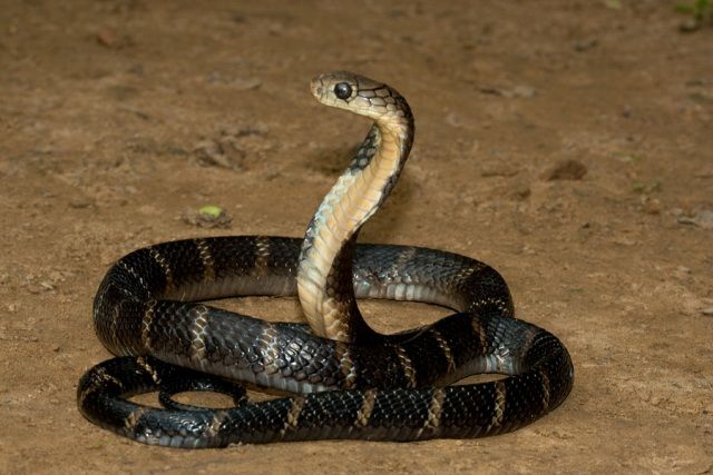 5 Facts About The King Cobra - Reptiles Magazine