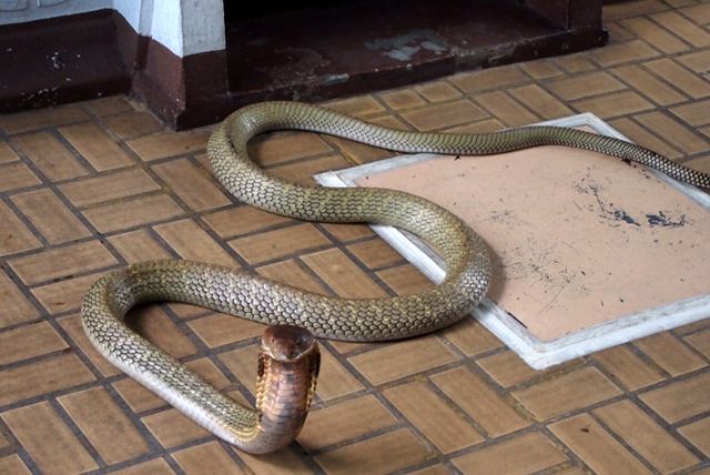 10 Incredible King Cobra Facts (No Other Snake Does #7!) - A-Z Animals