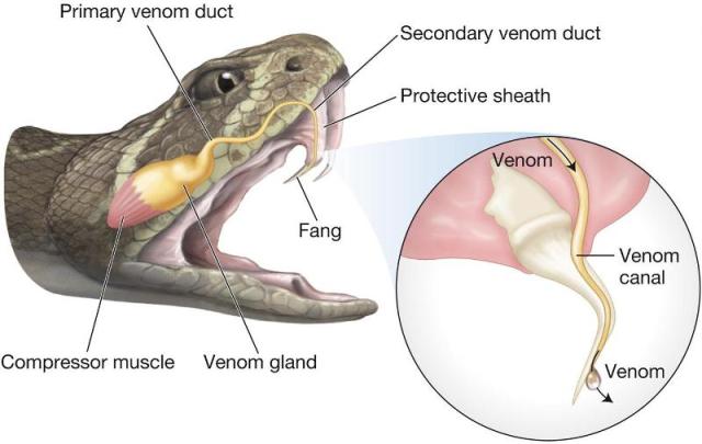 King cobra, facts and photos