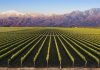 13 Interesting Facts About Mendoza Vineyard of Mendoza image