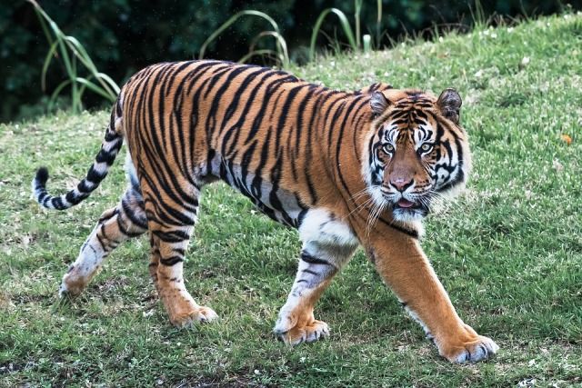 Amazing Facts about Bengal Tigers